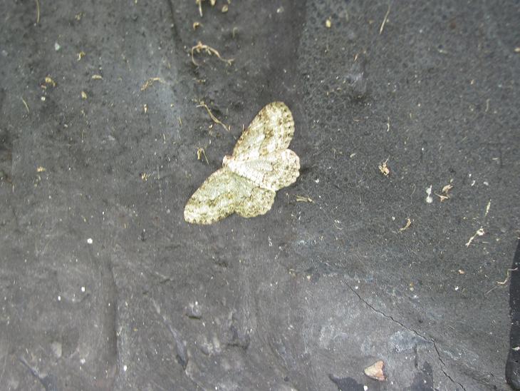 Geometridae da ID